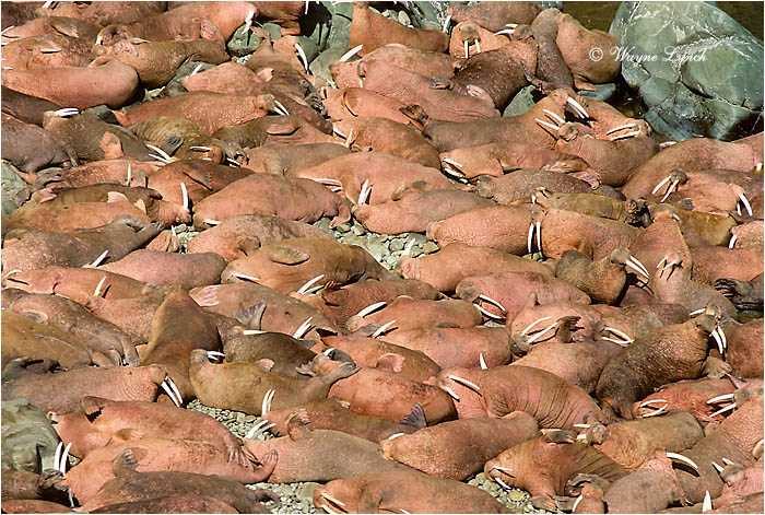 Pacific Walrus 101 by Dr. Wayne Lynch &copy;